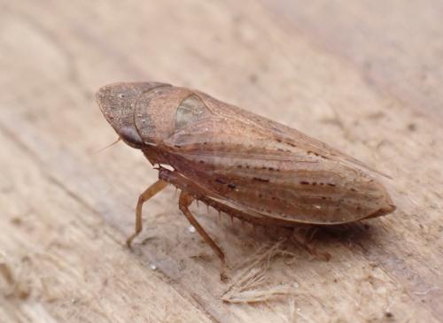 Aphrodes sp.